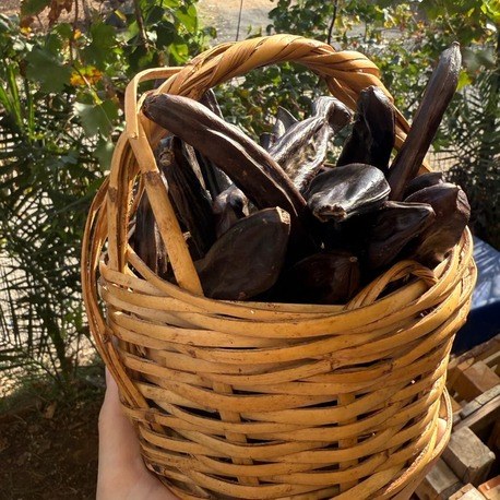 1000 Gr Keçiboynuzu